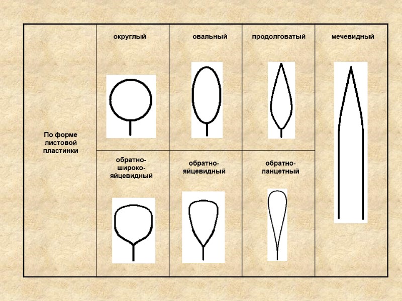 По форме листовой пластинки округлый овальный продолговатый мечевидный обратно- широко- яйцевидный обратно- яйцевидный обратно-